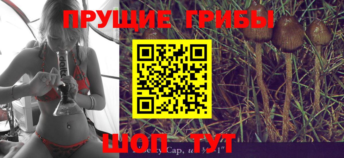 Псилоцибиновые грибы Cubensis Волжск